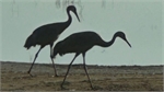 Sandhill crane.jpg